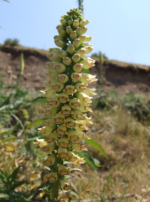 Digitalis micrantha  / Digitale appenninica